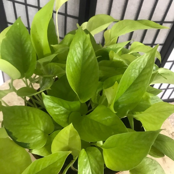 5 Rooted Starter Neon Pothos - Picture 10 of 11
